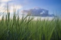 Green barley ears full of grains at cereal field over cloudy sunset sky Royalty Free Stock Photo