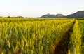 Green barley field Royalty Free Stock Photo