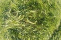 Green barley field from above Royalty Free Stock Photo