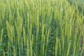 Green barley field, abstract nature background concept for agriculture and nutrition, fertilization and pesticides, copy space.