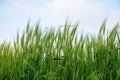 Green barley field against the sky Royalty Free Stock Photo