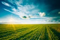 Green Barley Field, Early Spring. Agricultural