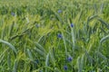 Green barley field in early summer