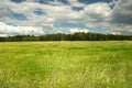 Green barley field, forest and clouds on the sky Royalty Free Stock Photo