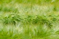 Green Barley Field