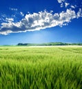 a green barley field (Hordeum vulgare) in backlight Royalty Free Stock Photo