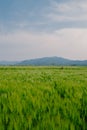 Green barley field at Hwangnyongsa Temple Site in Gyeongju, Korea Royalty Free Stock Photo