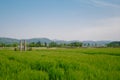 Green barley field at Hwangnyongsa Temple Site in Gyeongju, Korea Royalty Free Stock Photo