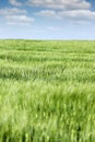 Green barley field landscape Royalty Free Stock Photo