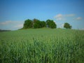 Green barley field Royalty Free Stock Photo