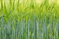 Green Barley Field for natural background, Hordeum vulgare or Gerste Royalty Free Stock Photo