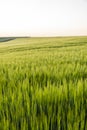 Green barley field in spring. Amazing rural landscape. Sun over fields of ripening barley. Royalty Free Stock Photo