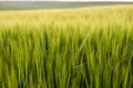 Green barley field in spring. Amazing rural landscape. Sun over fields of ripening barley. Royalty Free Stock Photo