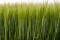 Green barley field in spring. Sun over fields of ripening barley. Royalty Free Stock Photo