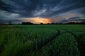 Green Barley Field with Stormy Sunset