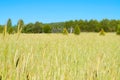 Green barley field in summer time, rural scenery and farm Royalty Free Stock Photo