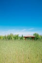 Green barley field and Wondumak Korean traditional pavilion at Han river park in Seoul, Korea Royalty Free Stock Photo