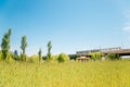 Green barley field and Yanghwa Bridge at Han river park in Seoul, Korea Royalty Free Stock Photo