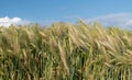 Green barley grows in a grain field. The ears of corn are not yet ripe. In the background the blue sky with soft clouds. The photo Royalty Free Stock Photo