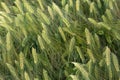 Green barley grows in a grain field. The ears of corn are not yet ripe. The field is photographed from above, you can see the Royalty Free Stock Photo