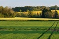 Green Barley and Oilseed Rape  Fields in Spring, Norfolk, England, UK Royalty Free Stock Photo