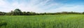 Green barley panoramic field