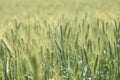 Green barley rice field.Wheat field. Royalty Free Stock Photo