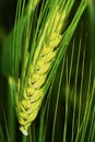 Green barley spike