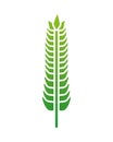 Green barley wheat spike nature icon Royalty Free Stock Photo