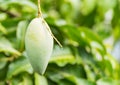Green barracuda mango on tree Royalty Free Stock Photo