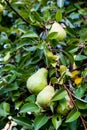 Green Bartlett pears or Williams pears growing in pear tree Royalty Free Stock Photo