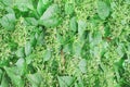 Green basella alba tree with white flower blooming in organic vegetable farm on background ceylon spinach, indian spinach,