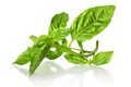 Green Basil