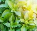 Green basil herbs. Large bunch of basil close-up