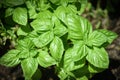 Green basil leaf plant growing in the vegetable garden plantation / Fresh sweet genovese basil herb