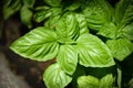 Green basil leaf plant growing in the vegetable garden plantation - Fresh sweet genovese basil herb