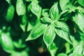 Green basil leaf plant growing in the vegetable garden plantation - Fresh sweet genovese basil herb