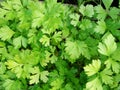 Green background of parsley plantation. agriculture plant Royalty Free Stock Photo