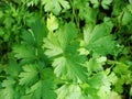 Green background of parsley plantation. agriculture plant Royalty Free Stock Photo