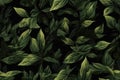 Green basil leaf texture. Generative AI Royalty Free Stock Photo
