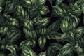 Green basil leaf texture. Generative AI Royalty Free Stock Photo