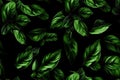 Green basil leaf texture. Generative AI Royalty Free Stock Photo