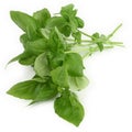 Green basil leaves