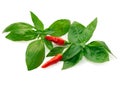 Green basil leaves and chili red peppers isolated on white background Royalty Free Stock Photo