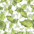 Green basil leaves fresh healthy food. Watercolor background illustration set. Seamless background pattern.