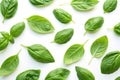 Green basil leaves isolated on white background Royalty Free Stock Photo