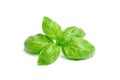 Green basil leaves isolated on white background Royalty Free Stock Photo