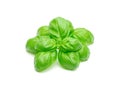 Green basil leaves isolated on white background Royalty Free Stock Photo