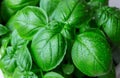 Green basil leaves. macro Royalty Free Stock Photo