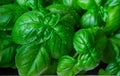 Green basil leaves. macro Royalty Free Stock Photo